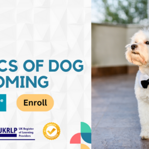Basics of Dog Grooming